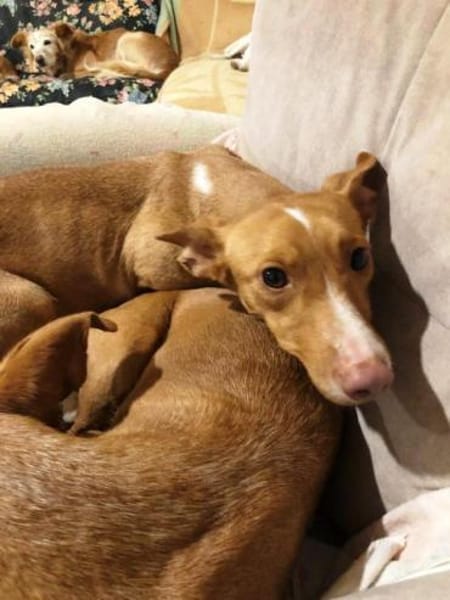 Luna sucht Menschen mit etwas Geduld