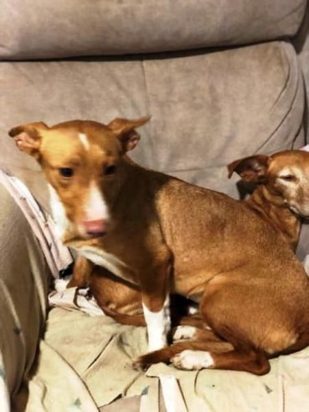 Luna sucht Menschen mit etwas Geduld