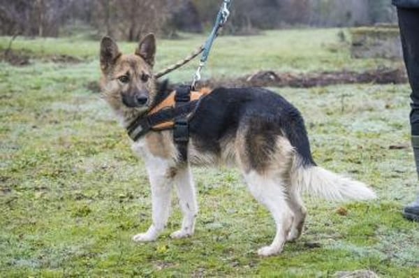 Zsalya  gut gelaunt und verspielt