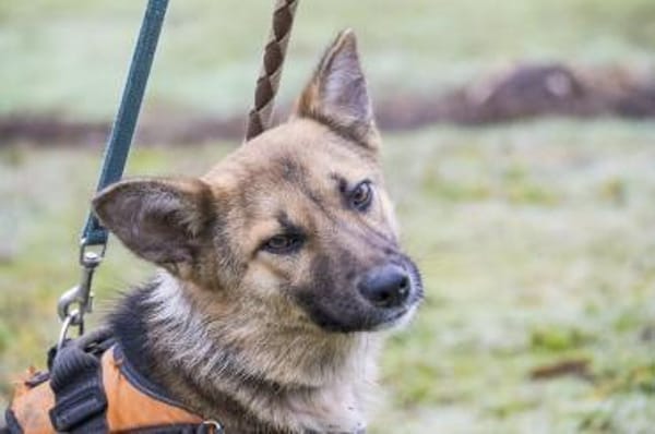 Zsalya  gut gelaunt und verspielt