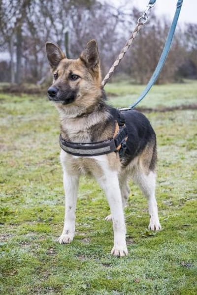 Zsalya  gut gelaunt und verspielt