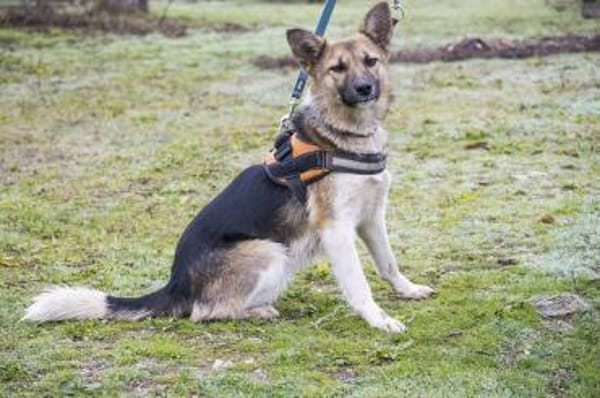 Zsalya  gut gelaunt und verspielt