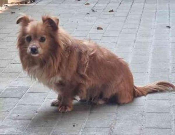 Yuki, sucht ein geduldiges Zuhause