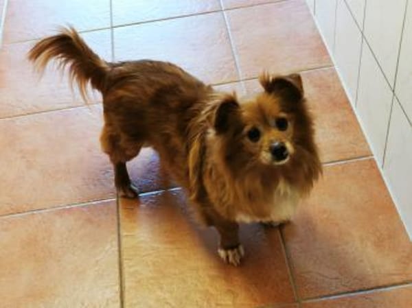 Yuki, sucht ein geduldiges Zuhause