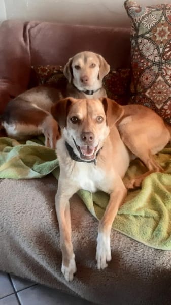 Bingo-agil, verschmust und verspielt