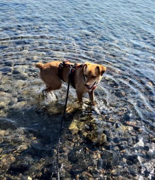 Bingo-agil, verschmust und verspielt