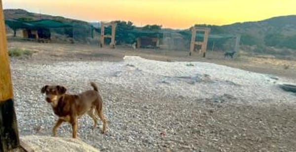 Bingo-agil, verschmust und verspielt