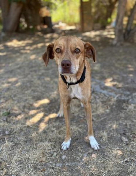 Bingo-agil, verschmust und verspielt