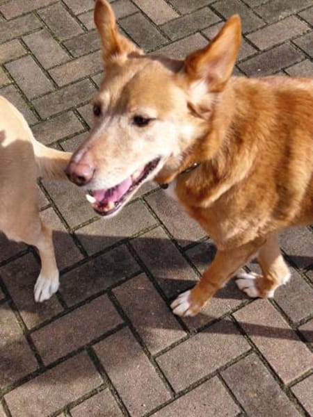 Menschenbezogener Lapa