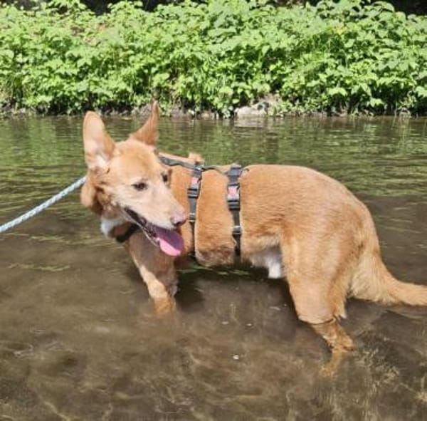 Menschenbezogener Lapa