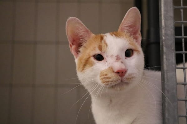 DAGONI FREDO HAB17500