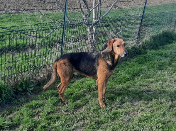 THOR, un chien génial !