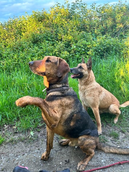 THOR, un chien génial !