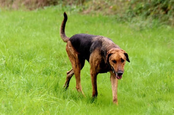 THOR, un chien génial !