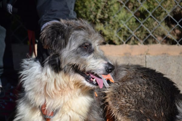 CHOPO, un Amour de chien !