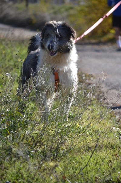 CHOPO, un Amour de chien !