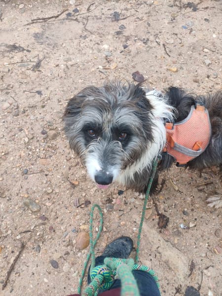 CHOPO, un Amour de chien !