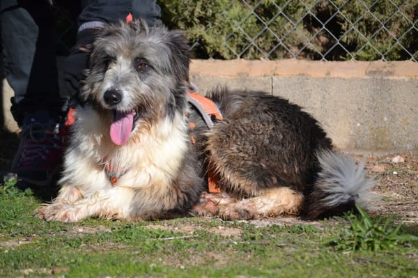 CHOPO, un Amour de chien !