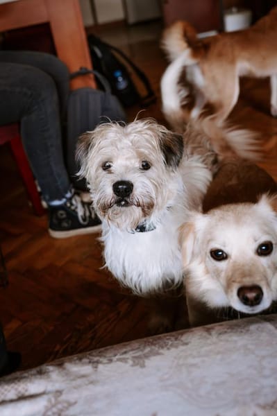 Lieber Beni sucht seine Familie