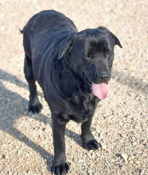 DORIAN 🧡🧡🧡 MÖCHTE IHR HERZ EROBERN