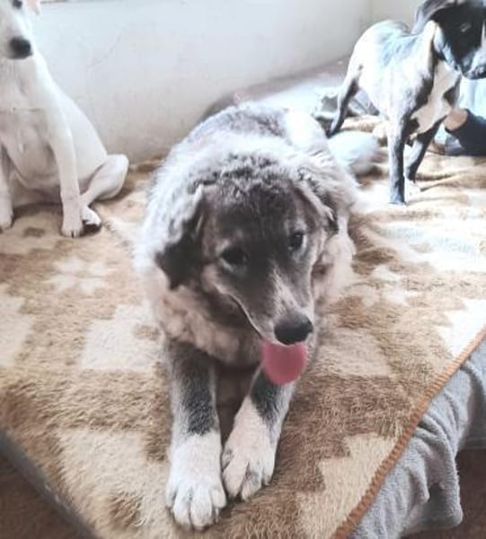 Ruby 💚💚💚 möchte gefallen