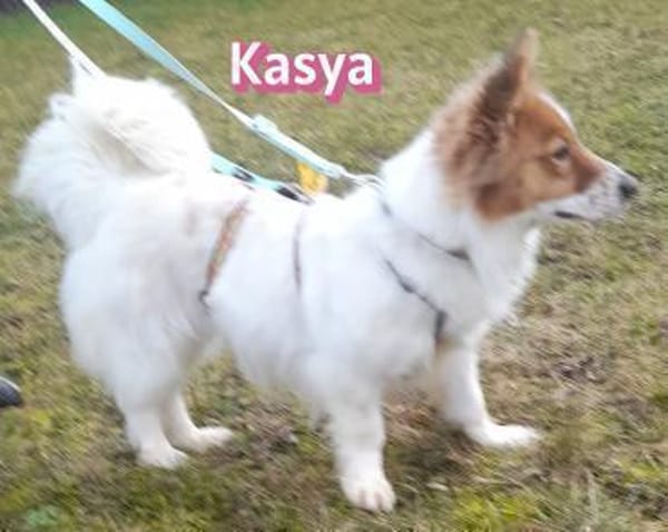 Vermittlungshilfe Kasya; 91463 Altheim