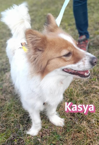 Vermittlungshilfe Kasya; 91463 Altheim