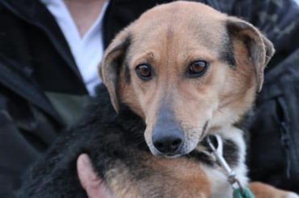 Katti - verschmust u. zutraulich