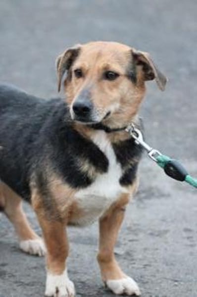 Katti - verschmust u. zutraulich