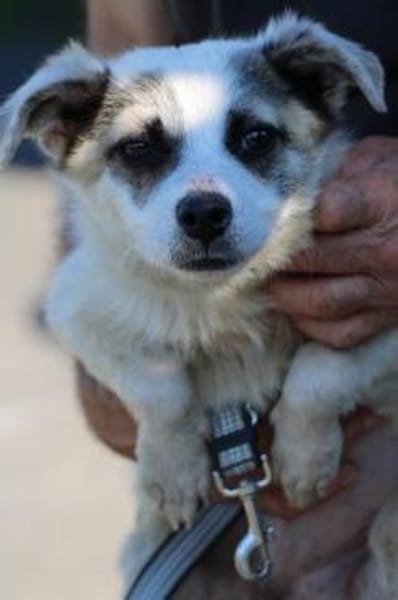 Pinti - goldiger Jungrüde