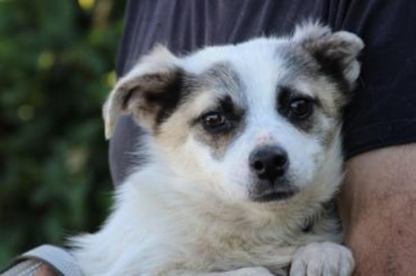 Pinti - goldiger Jungrüde