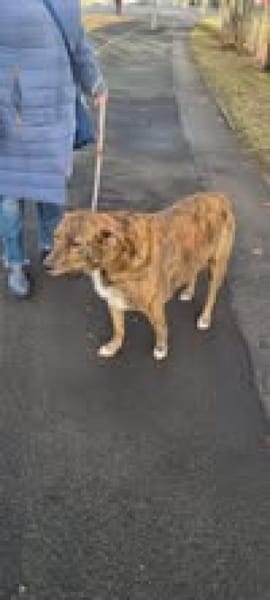 🐾 Charly sucht sein Für-Immer-Zuhause