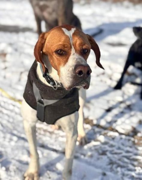 Chico - Pointer sucht seine Menschen