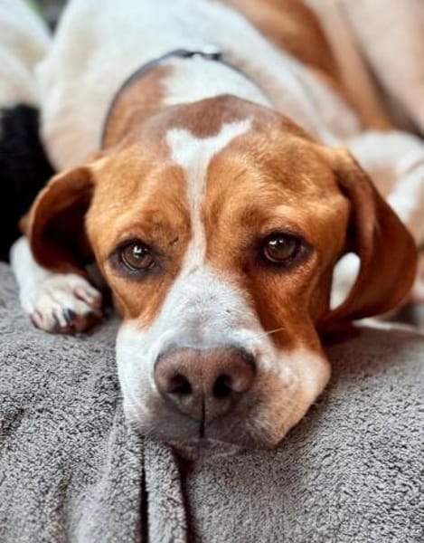 Chico - Pointer sucht seine Menschen