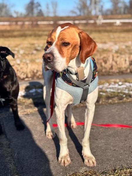 Chico - Pointer sucht seine Menschen