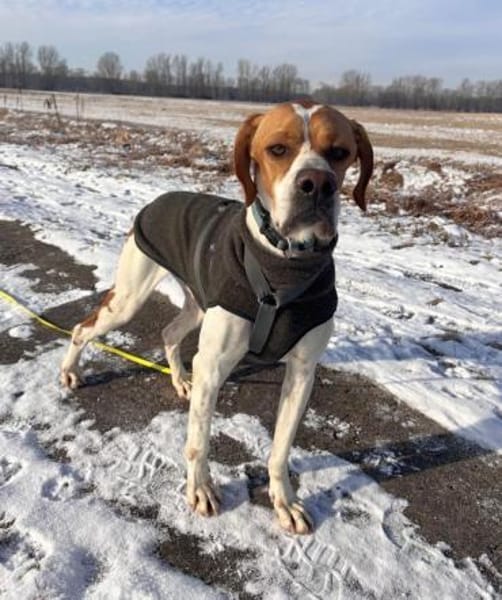Chico - Pointer sucht seine Menschen