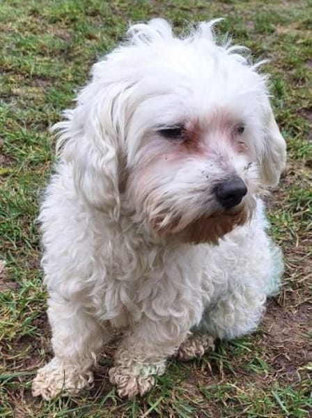 FARHAD -menschenbezogen & zutraulich-