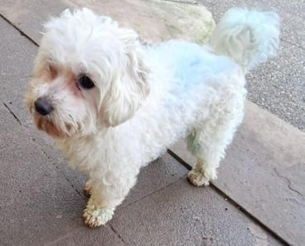 FARHAD -menschenbezogen & zutraulich-