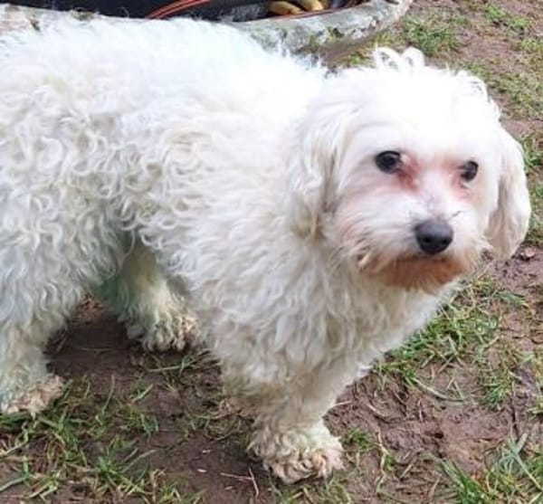 FARHAD -menschenbezogen & zutraulich-