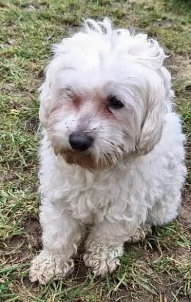 FARHAD -menschenbezogen & zutraulich-