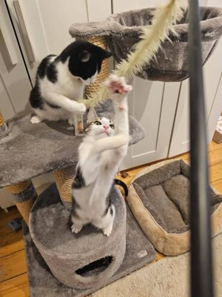 Pichon und Melchor sucht Dich