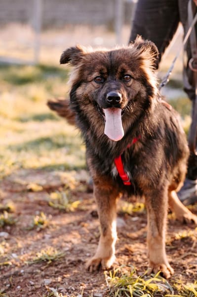 Hübsche Bella sucht ihr Glück