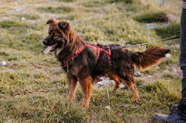 Hübsche Bella sucht ihr Glück