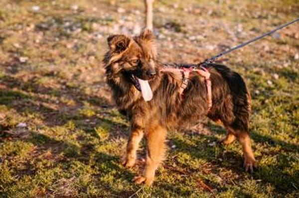 Hübsche Bella sucht ihr Glück