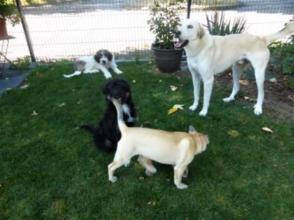 Mezzo, ein Schatz sucht das große Glück!