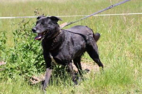 Shamejo - liebenswert u. angenehm