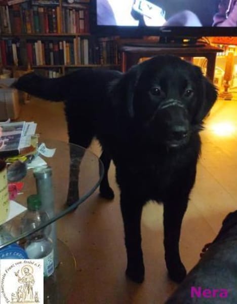 Nera  Schlappohren machen alles besser!