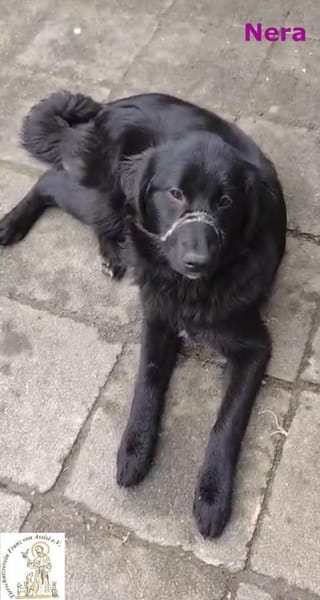 Nera  Schlappohren machen alles besser!