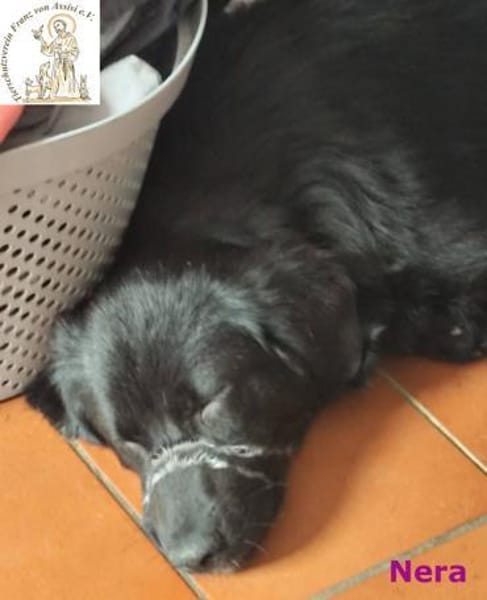 Nera  Schlappohren machen alles besser!