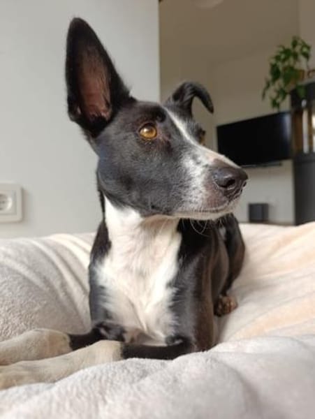 Berta: Eine ganz besondere Hündin